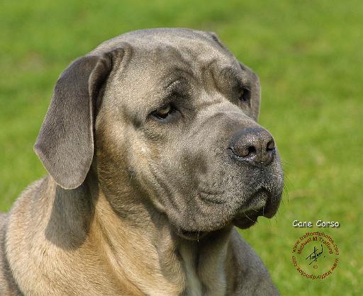 Cane Corso 8R057D-03.JPG